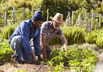 community-garden