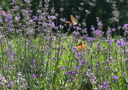 pollinator