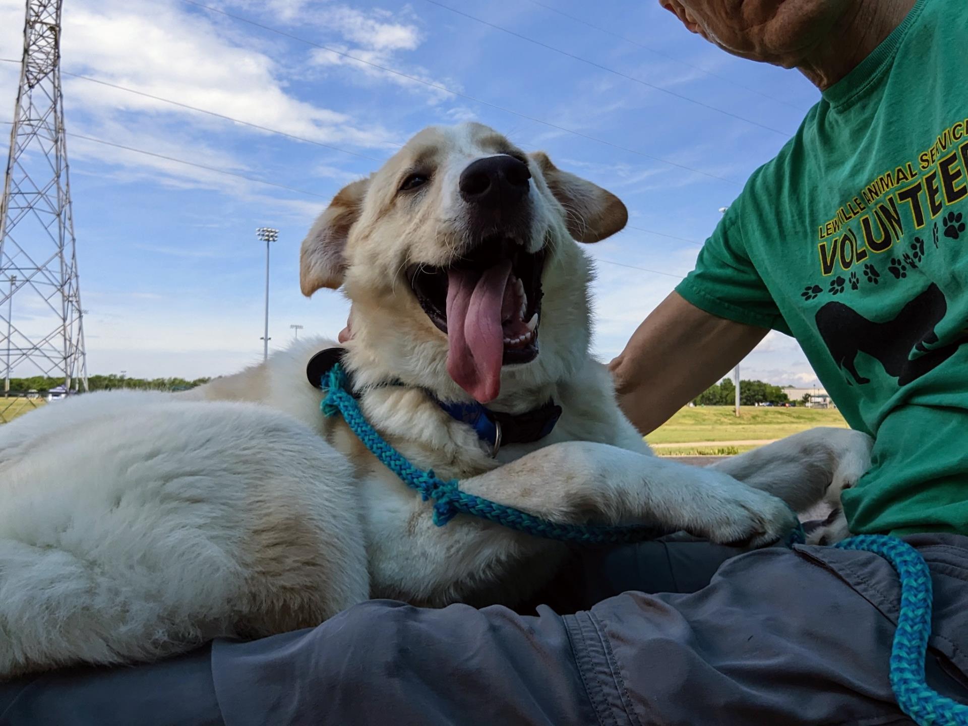 Dog and volunteer