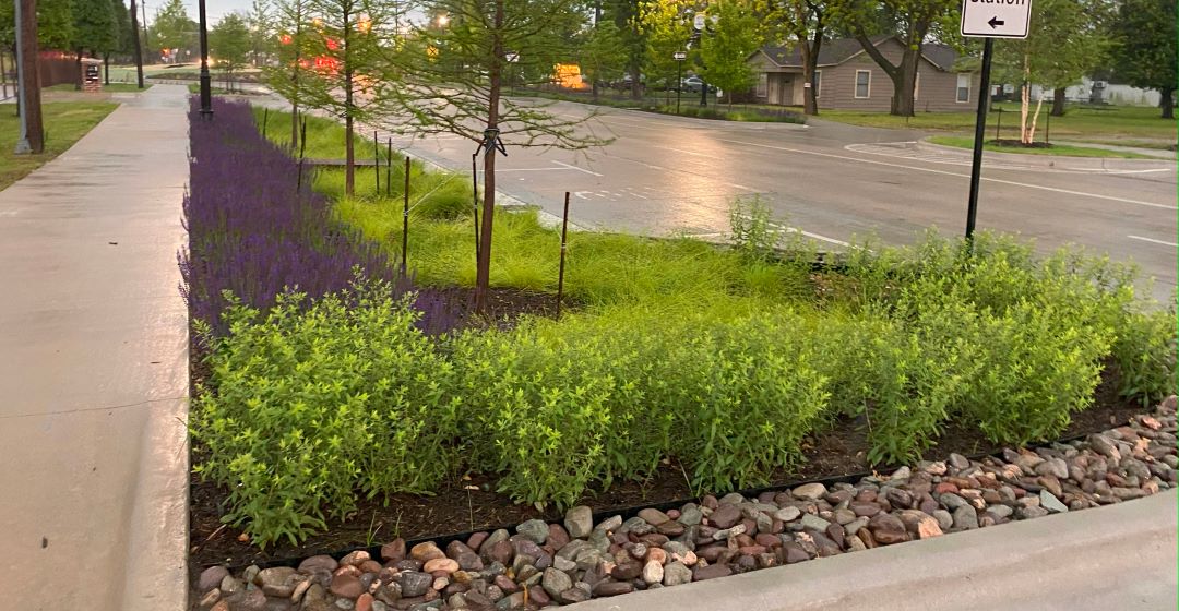 Native plants in rain garden