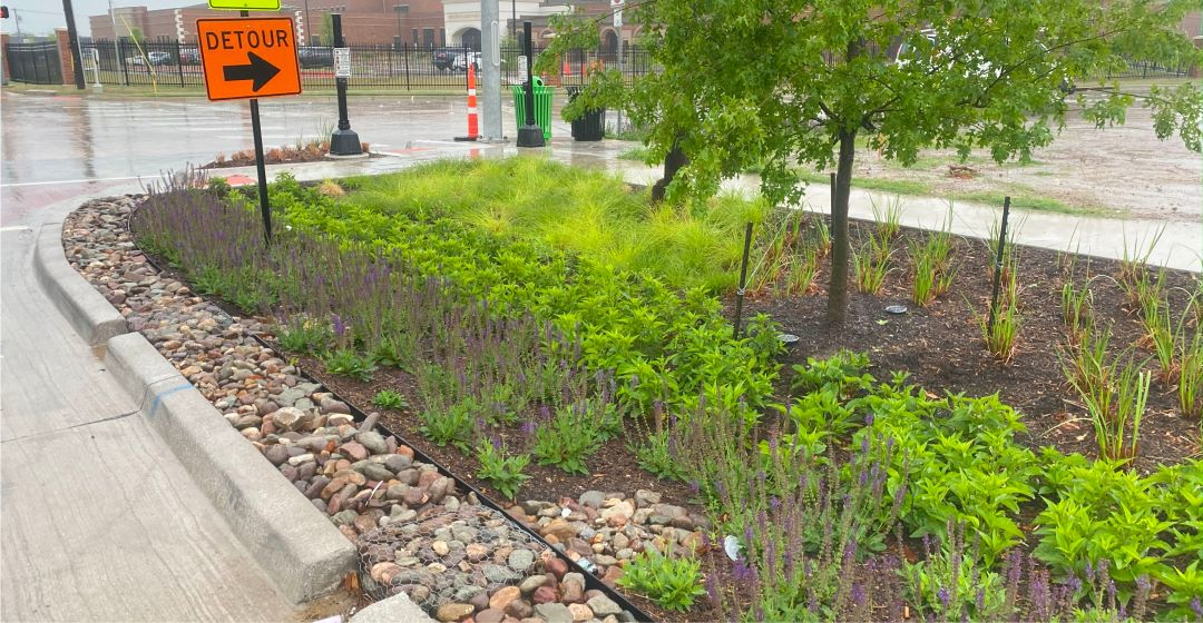 Rain garden in Old Town