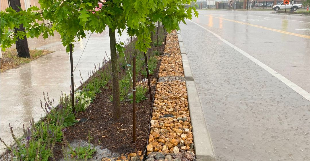 Rain garden in Old Town