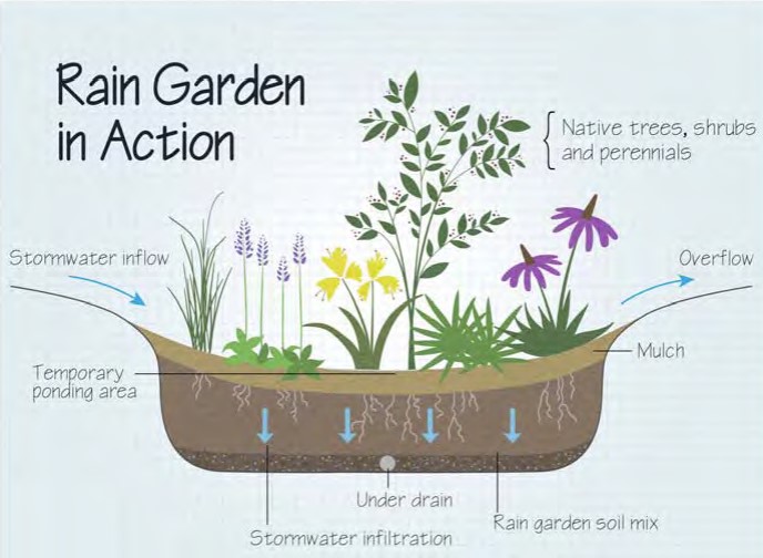 rain garden diagram