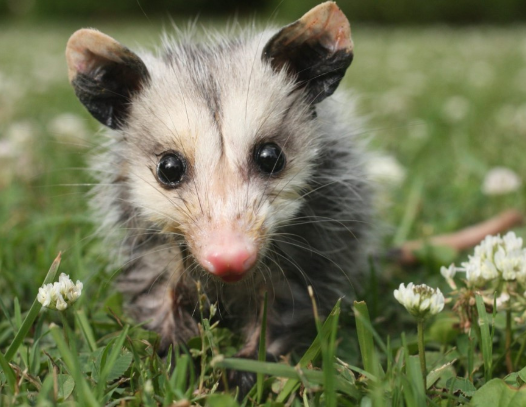 Opossum