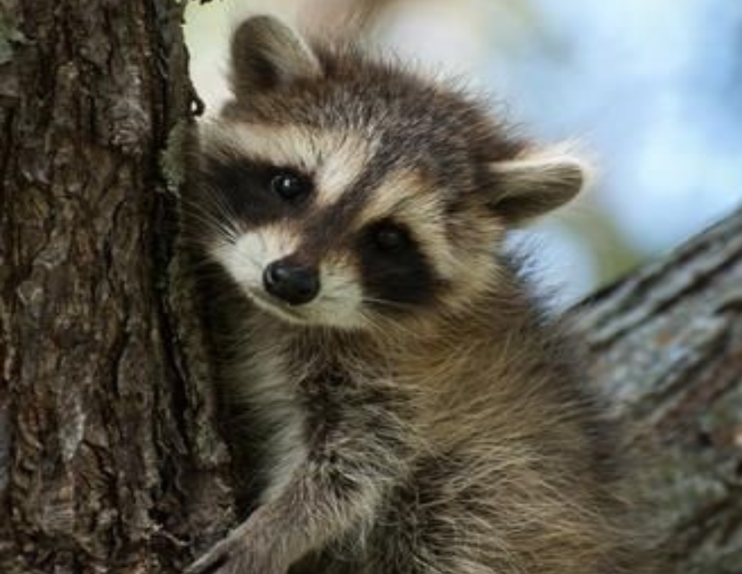 Raccoon